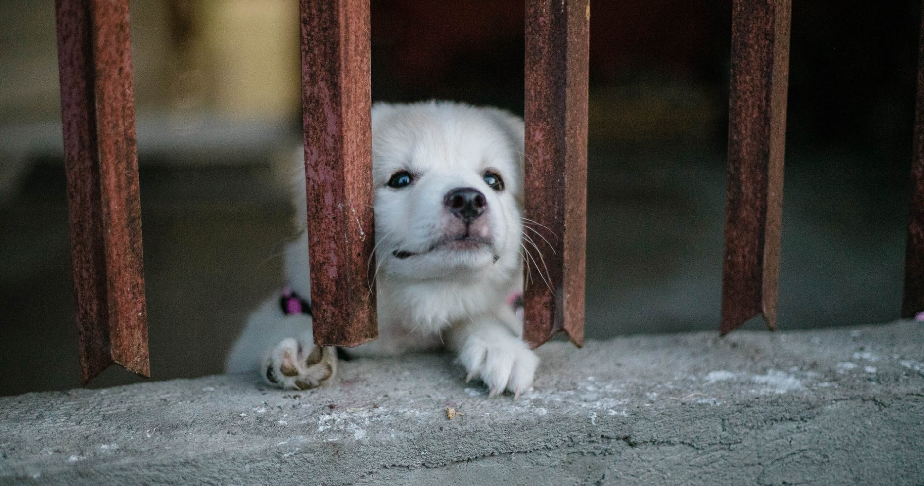 Banning Pet Store Puppies and How Vets Can Help